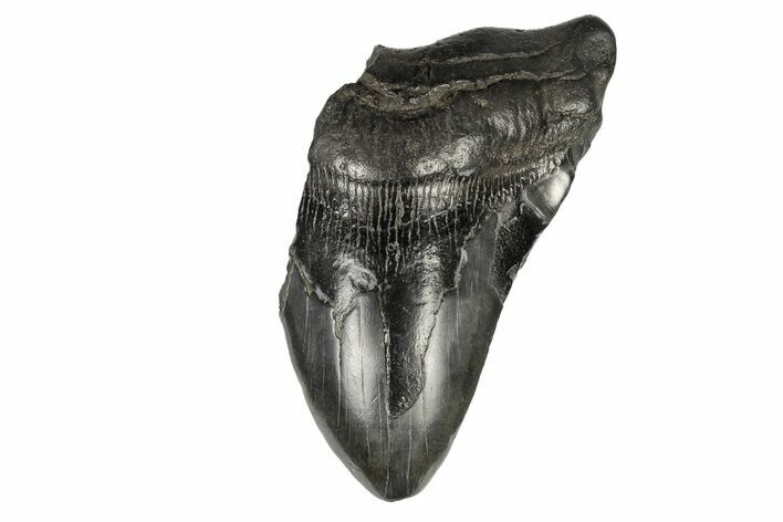 Partial Megalodon Tooth - South Carolina #193976